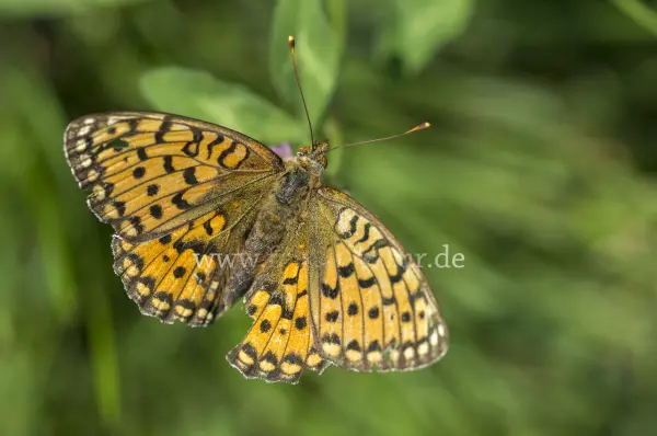 Fokus-Natur Bild
