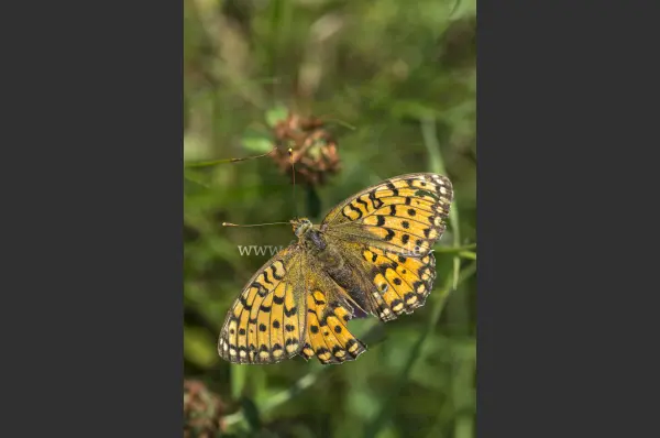 Fokus-Natur Bild