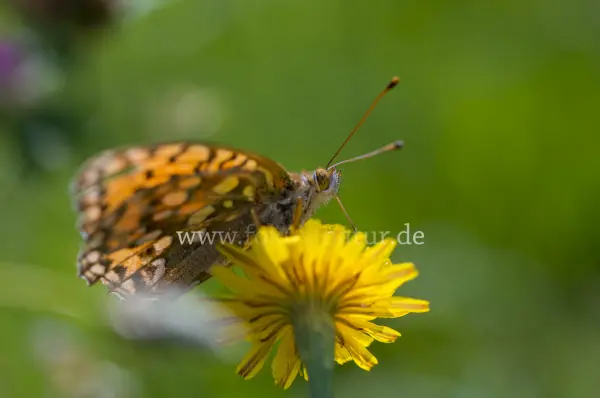 Fokus-Natur Bild