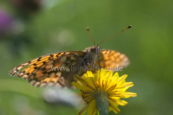 Fokus-Natur Bild