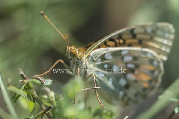 Fokus-Natur Bild