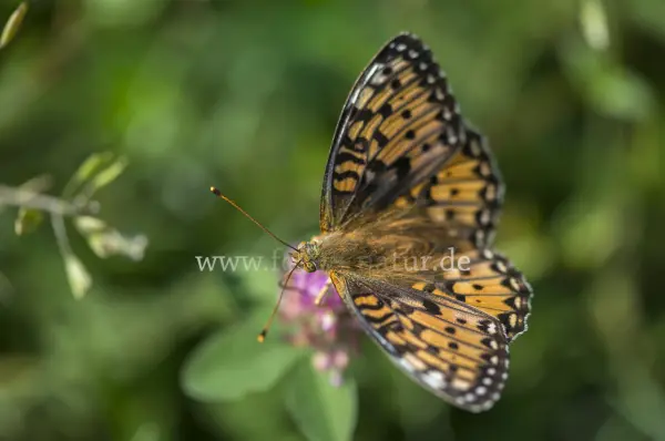 Fokus-Natur Bild