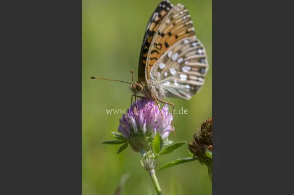 Fokus-Natur Bild