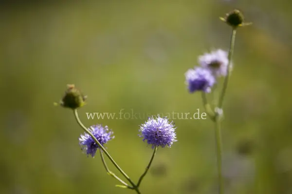 Fokus-Natur Bild