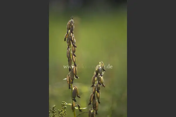 Fokus-Natur Bild