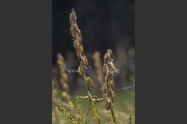 Fokus-Natur Bild