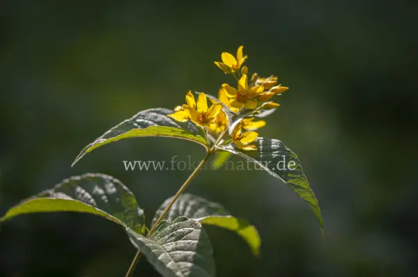 Fokus-Natur Bild