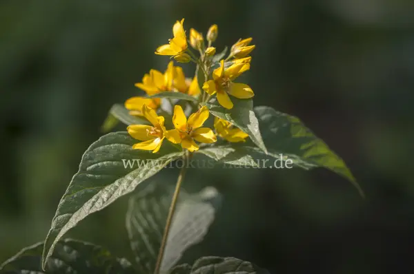 Fokus-Natur Bild