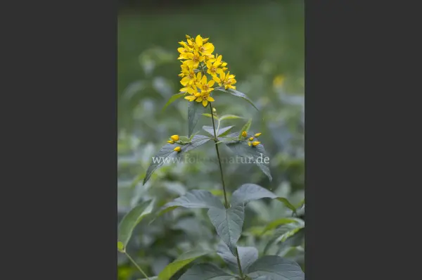 Fokus-Natur Bild