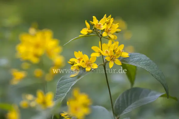 Fokus-Natur Bild