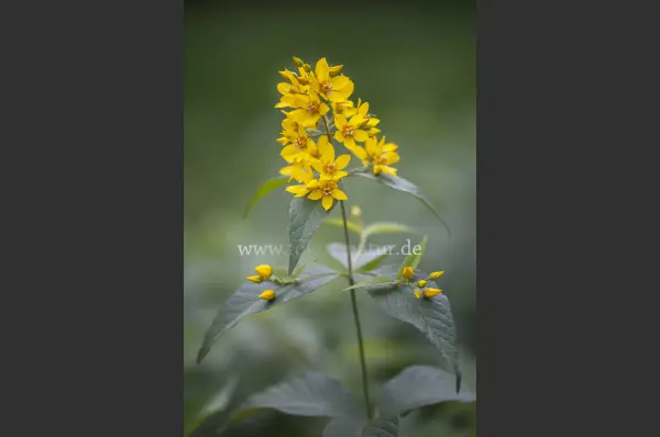 Fokus-Natur Bild