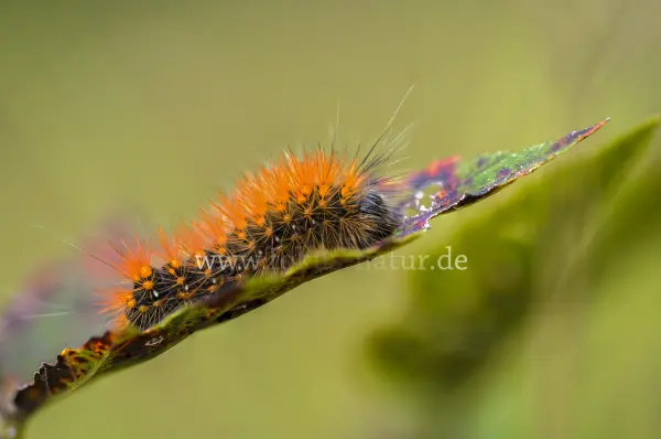 Fokus-Natur Bild