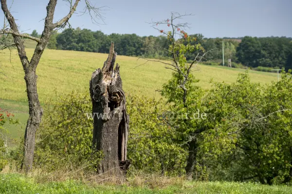 Fokus-Natur Bild