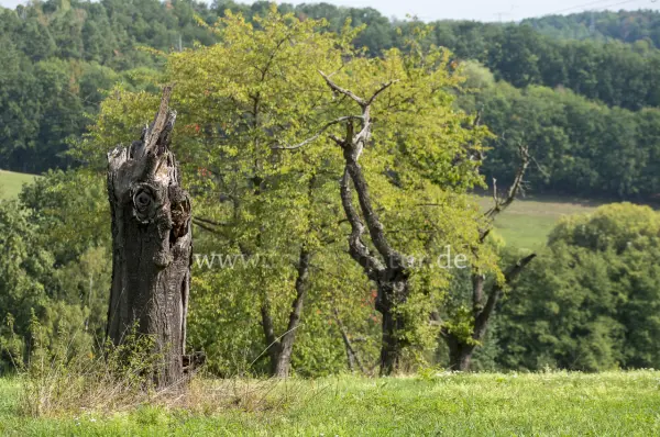 Fokus-Natur Bild