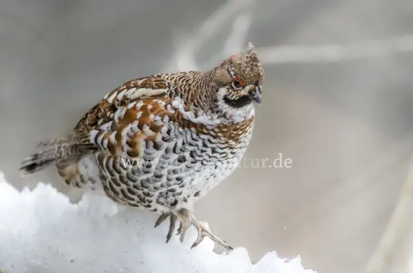 Fokus-Natur Bild
