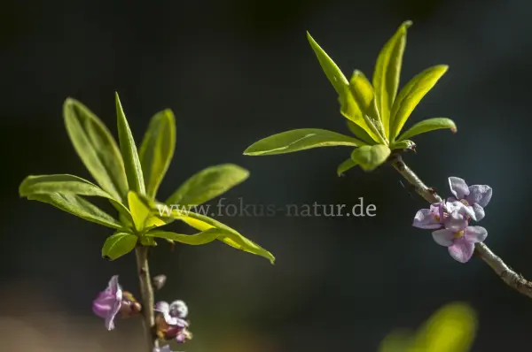 Fokus-Natur Bild