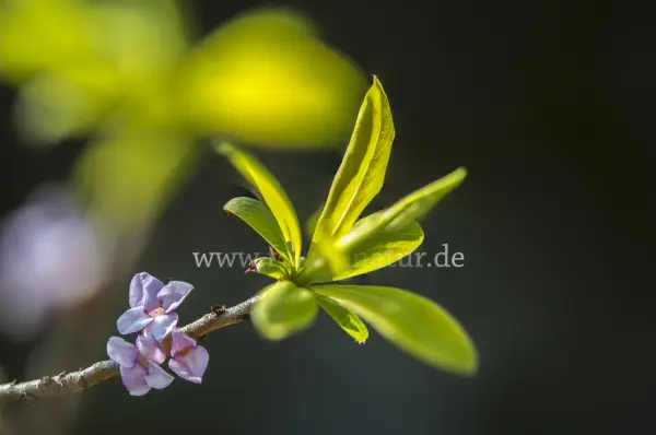 Fokus-Natur Bild