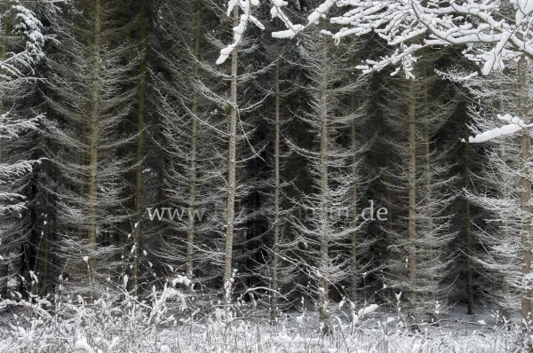 Fokus-Natur Bild