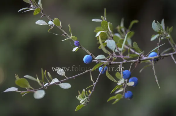 Fokus-Natur Bild