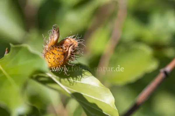 Fokus-Natur Bild