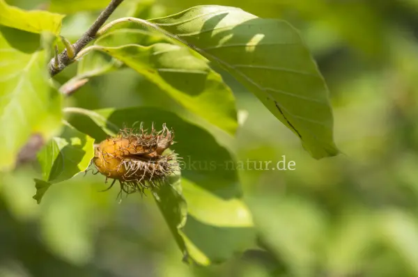 Fokus-Natur Bild