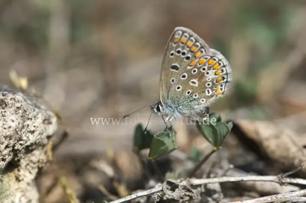Fokus-Natur Bild