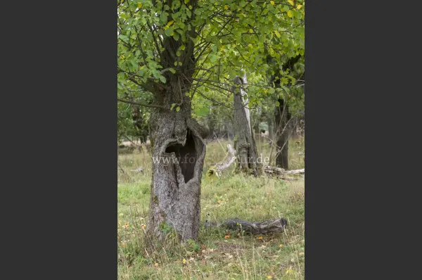 Fokus-Natur Bild