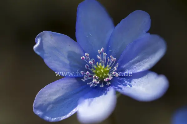 Fokus-Natur Bild