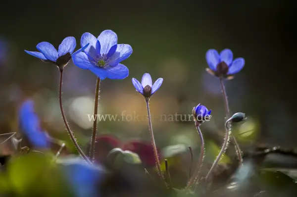 Fokus-Natur Bild