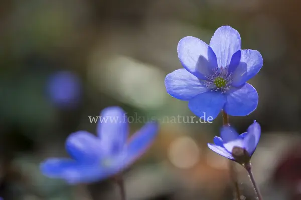 Fokus-Natur Bild