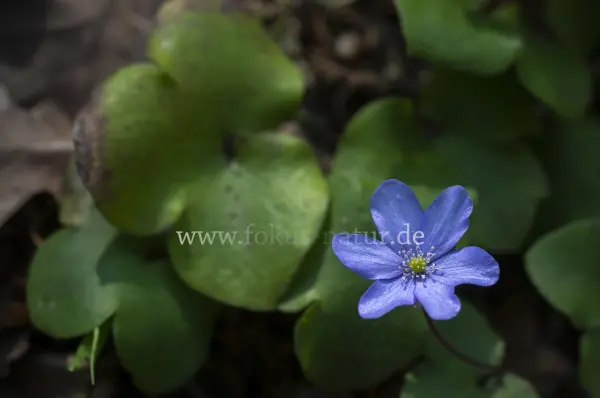 Fokus-Natur Bild