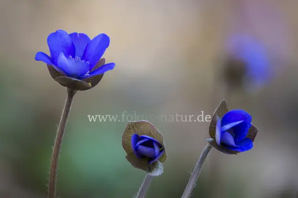 Fokus-Natur Bild