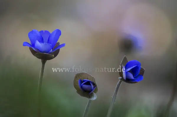 Fokus-Natur Bild