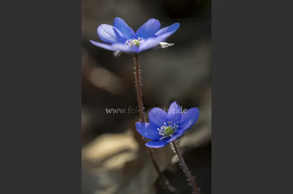 Fokus-Natur Bild