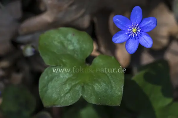 Fokus-Natur Bild