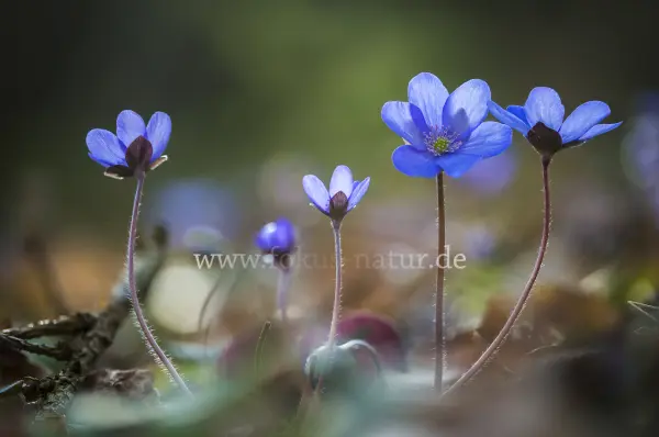 Fokus-Natur Bild