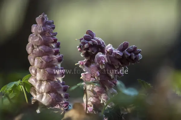 Fokus-Natur Bild