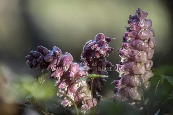 Fokus-Natur Bild