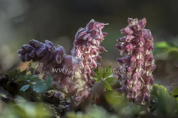 Fokus-Natur Bild