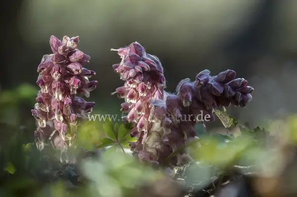 Fokus-Natur Bild