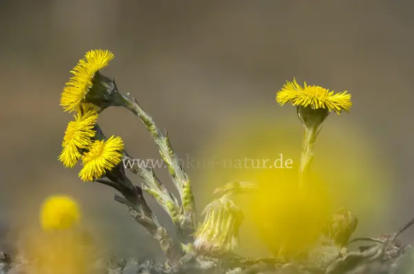 Fokus-Natur Bild