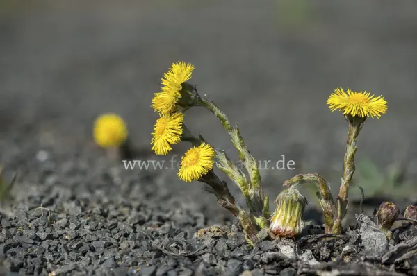 Fokus-Natur Bild