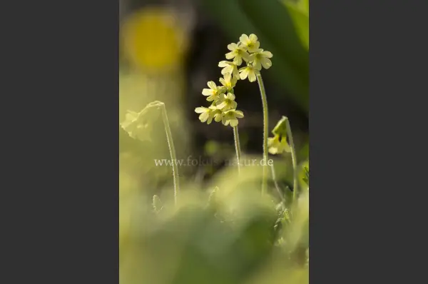 Fokus-Natur Bild