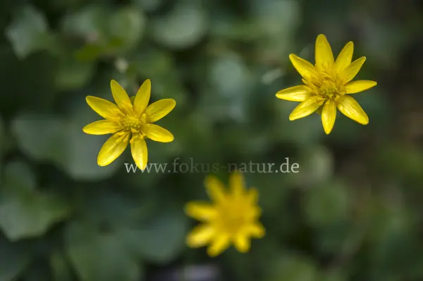 Fokus-Natur Bild