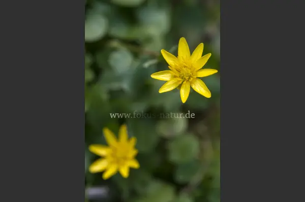 Fokus-Natur Bild