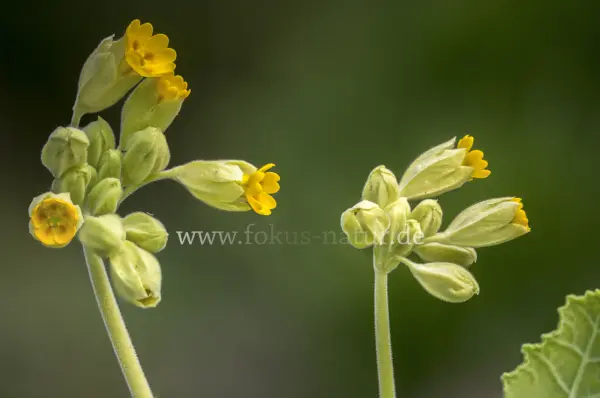 Fokus-Natur Bild