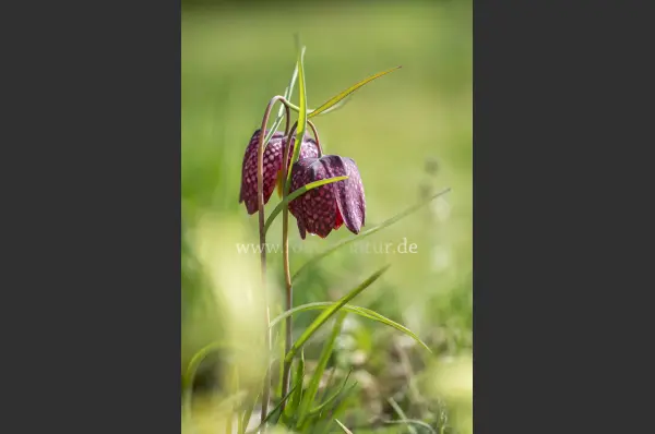 Fokus-Natur Bild