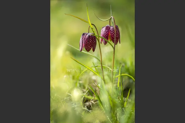 Fokus-Natur Bild