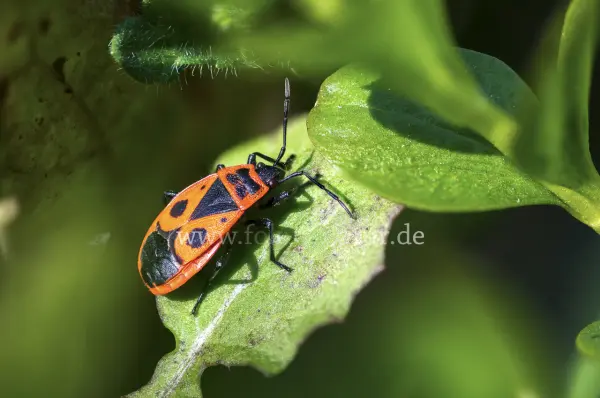Fokus-Natur Bild