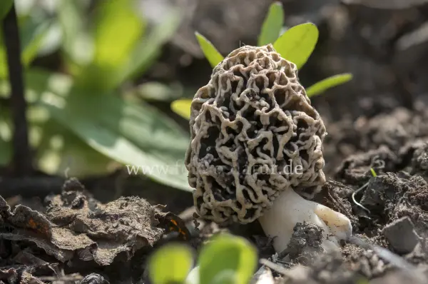Fokus-Natur Bild